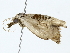  ( - BIOUG85255-C10)  @11 [ ] CreativeCommons - Attribution (2022) CBG Photography Group Centre for Biodiversity Genomics