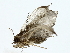  ( - BIOUG85256-F07)  @11 [ ] CreativeCommons - Attribution (2022) CBG Photography Group Centre for Biodiversity Genomics