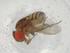  (Rhinoleucophenga punctulata - BIOUG86794-A06)  @11 [ ] CreativeCommons - Attribution (2022) Centre for Biodiversity Genomics Centre for Biodiversity Genomics