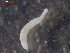  ( - CRUB UNCOPA MON LS PAT 0008)  @11 [ ] Copyright (2013) MACN Museo Argentino de Ciencias Naturales "Bernardino Rivadavia"