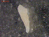  ( - CRUB UNCOPA MON LS PAT 0010)  @11 [ ] Copyright (2013) MACN Museo Argentino de Ciencias Naturales "Bernardino Rivadavia"