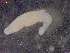  ( - CRUB UNCOPA MON LS PAT 0011)  @11 [ ] Copyright (2013) MACN Museo Argentino de Ciencias Naturales "Bernardino Rivadavia"