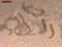  ( - CRUB UNCOPA CE LS PAT 0013)  @11 [ ] Copyright (2013) MACN Museo Argentino de Ciencias Naturales "Bernardino Rivadavia"
