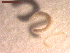  ( - CRUB UNCOPA CE LS PAT 0014)  @11 [ ] Copyright (2013) MACN Museo Argentino de Ciencias Naturales "Bernardino Rivadavia"