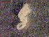  ( - CRUB UNCOPA CE LS PAT 0015)  @11 [ ] Copyright (2013) MACN Museo Argentino de Ciencias Naturales "Bernardino Rivadavia"