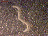  ( - CRUB UNCOPA CE LS PAT 0016)  @11 [ ] Copyright (2013) MACN Museo Argentino de Ciencias Naturales "Bernardino Rivadavia"