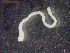  ( - CRUB UNCOPA CE LS PAT 0017)  @11 [ ] Copyright (2013) MACN Museo Argentino de Ciencias Naturales "Bernardino Rivadavia"