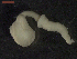  (Echinorhynchida - CRUB UNCOPA AC LS PAT 0028)  @14 [ ] Copyright (2013) MACN Museo Argentino de Ciencias Naturales "Bernardino Rivadavia"
