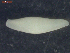  (Echinorhynchidae - CRUB UNCOPA AC LS PAT 0053)  @13 [ ] Copyright (2013) MACN Museo Argentino de Ciencias Naturales "Bernardino Rivadavia"