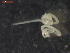 ( - CRUB UNCOPA NEM LS PAT 0067)  @11 [ ] Copyright (2013) MACN Museo Argentino de Ciencias Naturales "Bernardino Rivadavia"