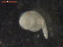  ( - CRUB UNCOPA NEM LS PAT 0068)  @12 [ ] Copyright (2013) MACN Museo Argentino de Ciencias Naturales "Bernardino Rivadavia"