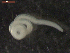  ( - CRUB UNCOPA NEM LS PAT 0069)  @11 [ ] Copyright (2013) MACN Museo Argentino de Ciencias Naturales "Bernardino Rivadavia"