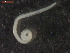  ( - CRUB UNCOPA NEM LS PAT 0070)  @11 [ ] Copyright (2013) MACN Museo Argentino de Ciencias Naturales "Bernardino Rivadavia"