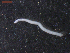  ( - CRUB UNCOPA NEM LS PAT 0071)  @11 [ ] Copyright (2013) MACN Museo Argentino de Ciencias Naturales "Bernardino Rivadavia"