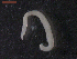  ( - CRUB UNCOPA NEM LS PAT 0076)  @13 [ ] Copyright (2013) MACN Museo Argentino de Ciencias Naturales "Bernardino Rivadavia"
