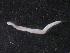  ( - CRUB UNCOPA NEM LS PAT 0077)  @13 [ ] Copyright (2013) MACN Museo Argentino de Ciencias Naturales "Bernardino Rivadavia"