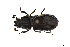  ( - CRY002)  @11 [ ] CreativeCommons  Attribution Share-Alike (by-sa) (2016) Colección de Insectos El Colegio de la Frontera Sur, Unidad Tapachula