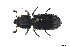  ( - CRY004)  @11 [ ] CreativeCommons  Attribution Share-Alike (by-sa) (2016) Colección de Insectos El Colegio de la Frontera Sur, Unidad Tapachula