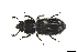  ( - CRY006)  @11 [ ] CreativeCommons  Attribution Share-Alike (by-sa) (2016) Colección de Insectos El Colegio de la Frontera Sur, Unidad Tapachula