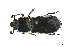 ( - CRY001)  @11 [ ] CreativeCommons  Attribution Share-Alike (by-sa) (2016) Colección de Insectos El Colegio de la Frontera Sur, Unidad Tapachula