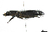  ( - CRY001)  @11 [ ] CreativeCommons  Attribution Share-Alike (by-sa) (2016) Colección de Insectos El Colegio de la Frontera Sur, Unidad Tapachula