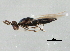  ( - HYMC02504-1)  @13 [ ] CreativeCommons - Attribution (2011) CBG Photography Group Centre for Biodiversity Genomics