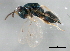  ( - HYMC04860-1)  @11 [ ] CreativeCommons - Attribution (2011) CBG Photography Group Centre for Biodiversity Genomics