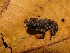  ( - YC-65)  @11 [ ] Copyright (2011) CORBIDI Centro de Ornitologia y Biodiversidad
