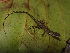  ( - YC-93)  @11 [ ] Copyright (2011) CORBIDI Centro de Ornitologia y Biodiversidad
