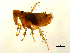  (Siphonaptera - 10AVB-PAR0032)  @15 [ ] CC-0 (2010) Crystal Sobel, Biodiversity Institute of Ontario Unspecified