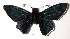  (Pyrrhopyge pseudophidias - 02-SRNP-35241)  @12 [ ] Unspecified (default): All Rights Reserved  Unspecified Unspecified