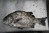  ( - 11AVB-0027)  @11 [ ] CreativeCommons - Attribution Non-Commercial (2011) CORBIDI Centro de Ornitologia y Biodiversidad