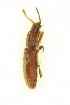  ( - FHI-043)  @11 [ ] Unspecified (default): All Rights Reserved  Unspecified Unspecified