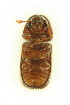  (Dinoderus porcellus - FHI-065)  @13 [ ] Unspecified (default): All Rights Reserved  Unspecified Unspecified
