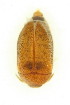  ( - FHI-067)  @12 [ ] Unspecified (default): All Rights Reserved  Unspecified Unspecified