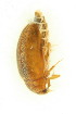  ( - FHI-067)  @12 [ ] Unspecified (default): All Rights Reserved  Unspecified Unspecified