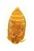  ( - FHI-067)  @12 [ ] Unspecified (default): All Rights Reserved  Unspecified Unspecified