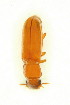  ( - FHI-072)  @11 [ ] Unspecified (default): All Rights Reserved  Unspecified Unspecified