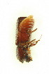  ( - FHI-079)  @11 [ ] Unspecified (default): All Rights Reserved  Unspecified Unspecified