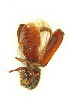  ( - FHI-080)  @11 [ ] Unspecified (default): All Rights Reserved  Unspecified Unspecified