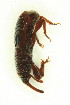  (Sitophilus granarius - FHI-088)  @13 [ ] Unspecified (default): All Rights Reserved  Unspecified Unspecified
