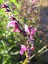  (Salvia sagittata - CORBIDI PL A-3)  @11 [ ] Copyright (2010) CORBIDI Centro de Ornitologia y Biodiversidad