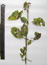  (Uncaria tomentosa - CORBIDI PL T-494)  @11 [ ] Copyright (2010) CORBIDI Centro de Ornitologia y Biodiversidad
