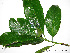  ( - CSP01001)  @11 [ ] CreativeCommons - Attribution Non-Commercial Share-Alike (2008) Unspecified Carnegie Institution for Science