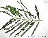  (Parkia nitida - CSP01026)  @11 [ ] CreativeCommons - Attribution Non-Commercial Share-Alike (2008) Unspecified Carnegie Institution for Science