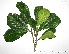  (Chrysophyllum pomiferum - CSP01050)  @11 [ ] CreativeCommons - Attribution Non-Commercial Share-Alike (2008) Unspecified Carnegie Institution for Science