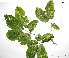  (Tabebuia obscura - CSP01076)  @11 [ ] CreativeCommons - Attribution Non-Commercial Share-Alike (2008) Unspecified Carnegie Institution for Science