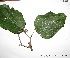  (Arrabidaea verrucosa - CSP01086)  @11 [ ] CreativeCommons - Attribution Non-Commercial Share-Alike (2008) Unspecified Carnegie Institution for Science