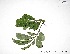  (Lonchocarpus guillemineanus - CSP01105)  @11 [ ] CreativeCommons - Attribution Non-Commercial Share-Alike (2008) Unspecified Carnegie Institution for Science