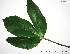 (Pourouma melinonii subsp. glabrata - CSP01112)  @11 [ ] CreativeCommons - Attribution Non-Commercial Share-Alike (2008) Unspecified Carnegie Institution for Science